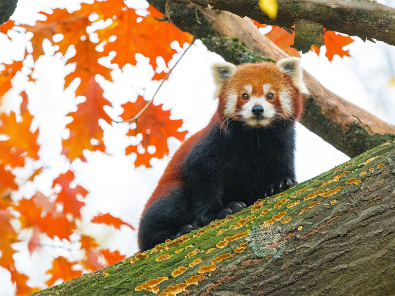 Discovering the Unique World of Jungles and Zoos in a Red Panda Children’s Book