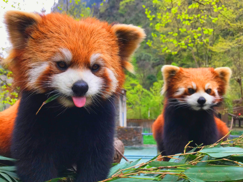 Top 5 Reasons Children’s Books About Red Pandas Make Perfect Gifts for Young Readers